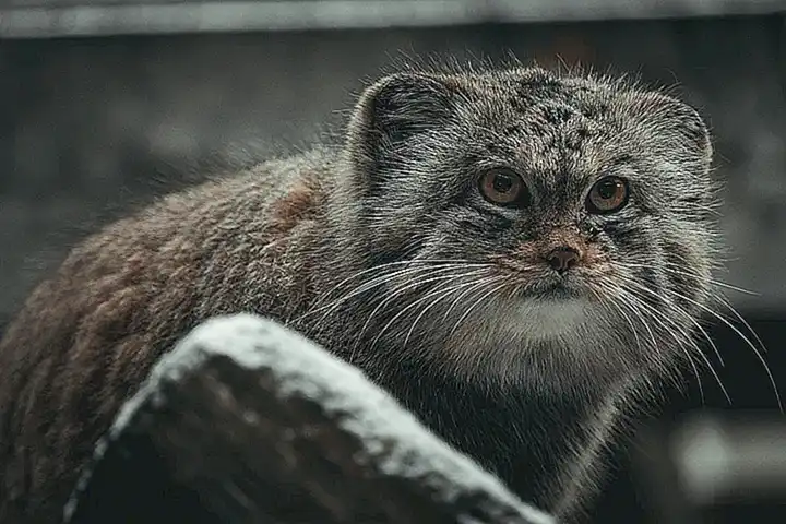 5 Fragen und Antworten zum Manul