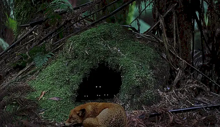 Der Einfluss sozialer Medien auf den Trend