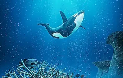 Der gigantische Größenvergleich Orca vs. Weißer Hai: Ein Tauchgang in die Tiefen des Meeresökosystems