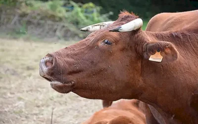 Der unwiderstehliche Charme von Moo Deng: Eine tiefgründige Analyse desmoo deng memePhänomens und seiner globalen Auswirkungen