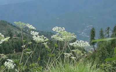Die 50 Schönsten Seen der Welt: Eine Reise durch dieschönsten Seen der weltund dieschönste seen der welt- Ein umfassender Reiseführer