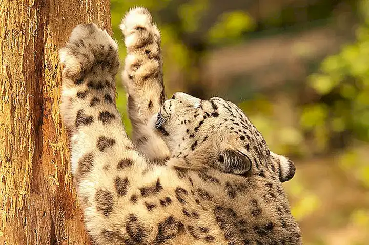 Die Anatomischen Absurditäten schlecht ausgestopfeter Tiere