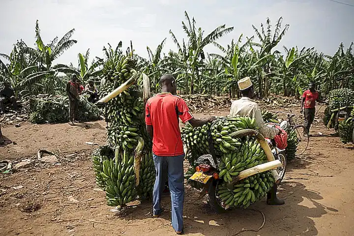 Die Bedeutung von nachhaltigem Goldbergbau in Uganda