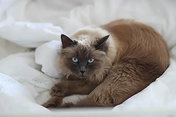 Die Katze als Inspirationsquelle für Weisheiten