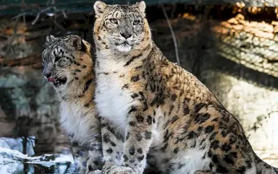Die Katze mit den großen Pupillen:  Schmerzen erkennen und richtig reagieren – Ein umfassender Ratgeber für Katzenbesitzer