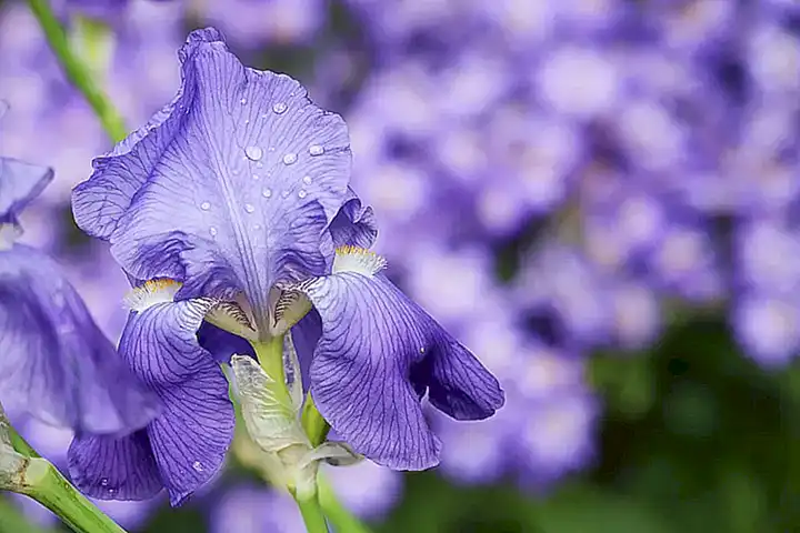 Iris Apfels Frühe Jahre und der Weg zur Innenarchitektur