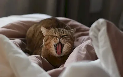 Spüren Katzen wenn es einem nicht gut geht? Eine umfassende Untersuchung der Katzen-Mensch-Bindung und ihrer erstaunlichen Fähigkeiten