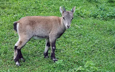 Welcher Sternzeichen bin ich Test? Finde dein wahres Sternzeichen mit diesem umfassenden welches Sternzeichen bin ich Test!