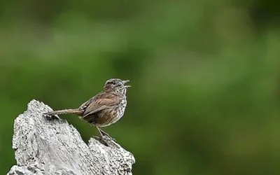 Welches Lied Passt Zu Mir? Eine Musikalische Selbstfindungsreise durch die Welt der Melodien